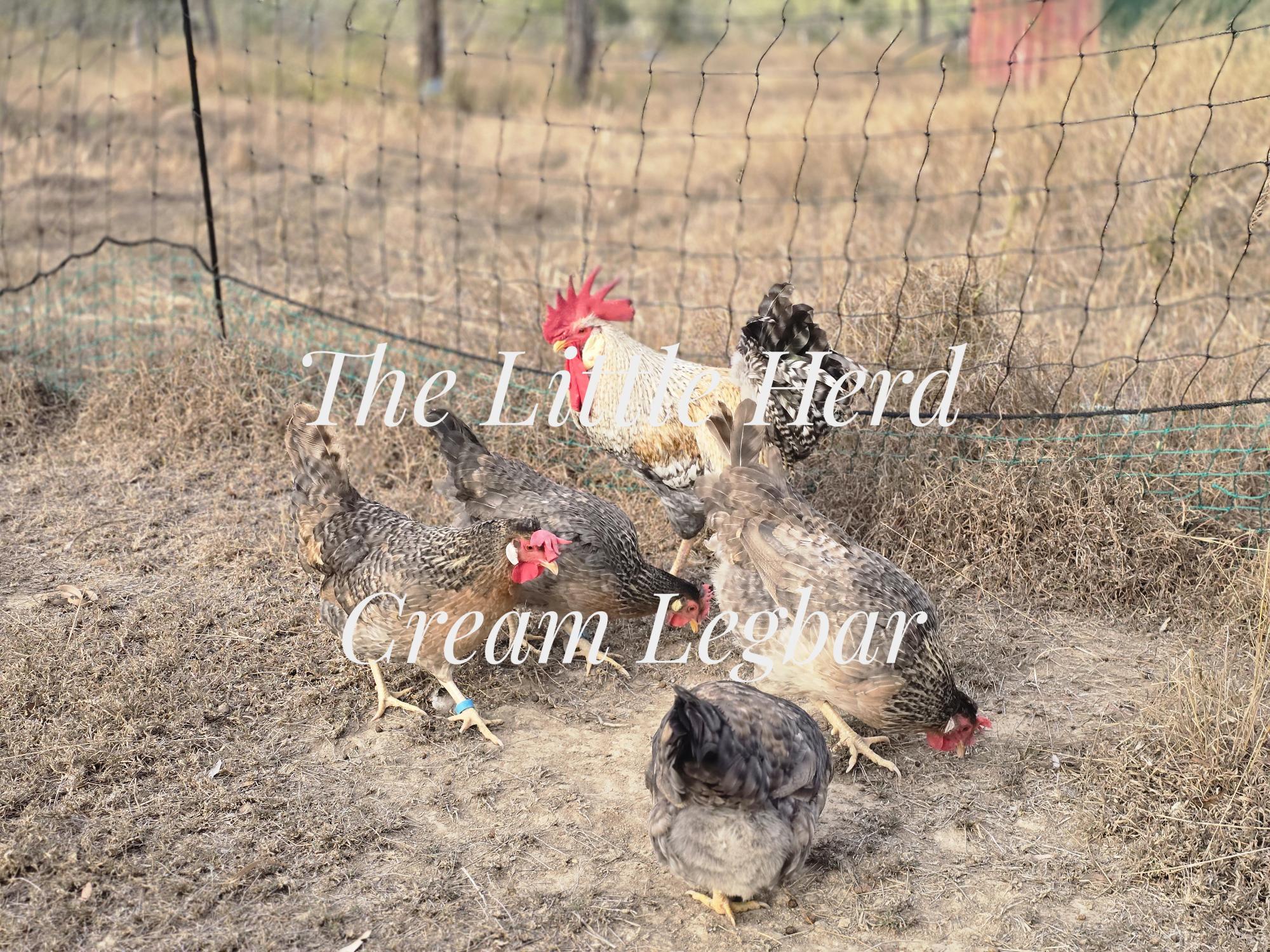 Cream Legbar