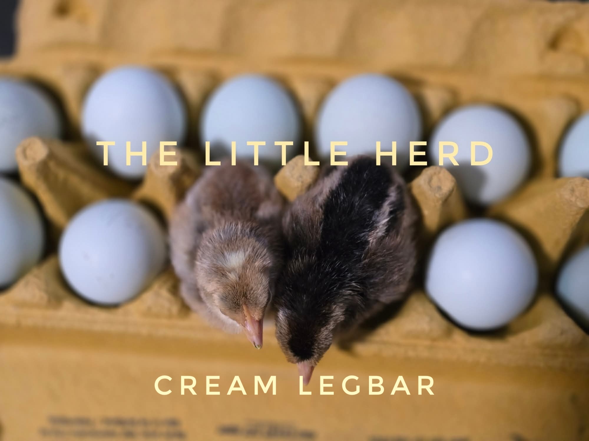 Cream Legbar