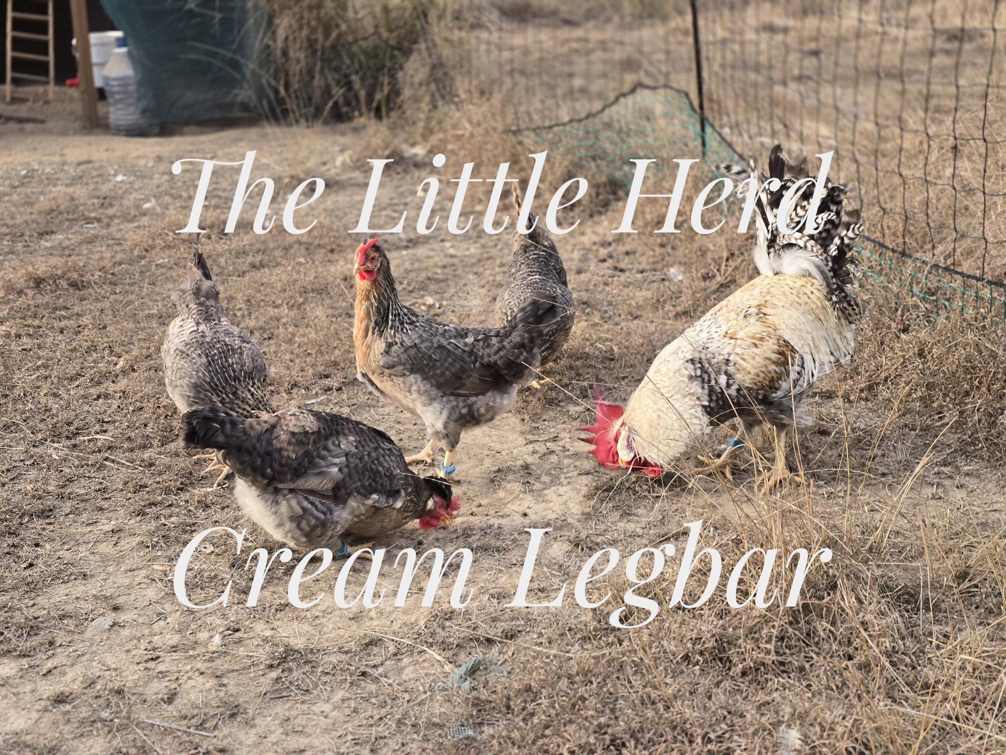 Cream Legbar