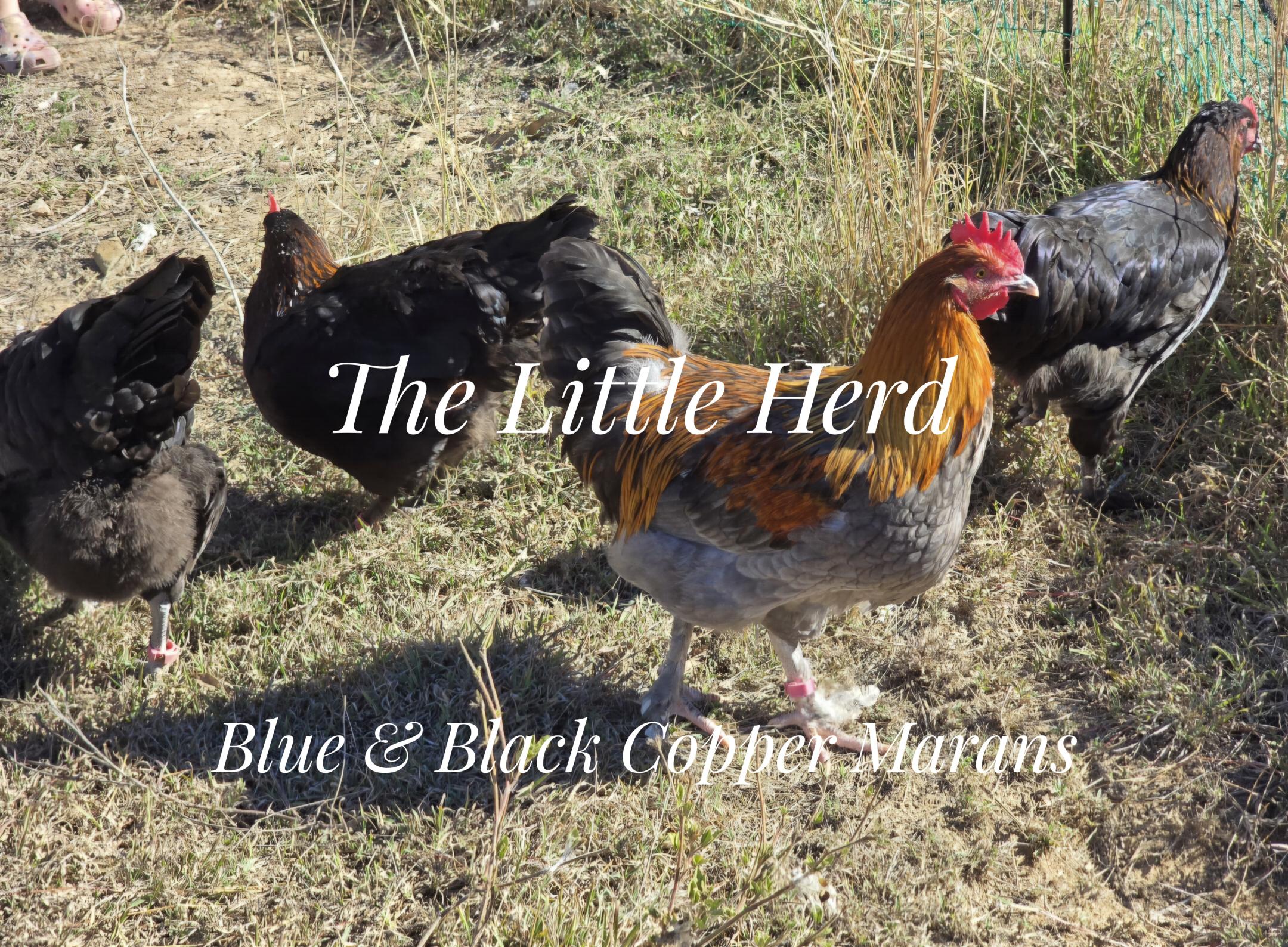 Blue / Black Copper Maran
