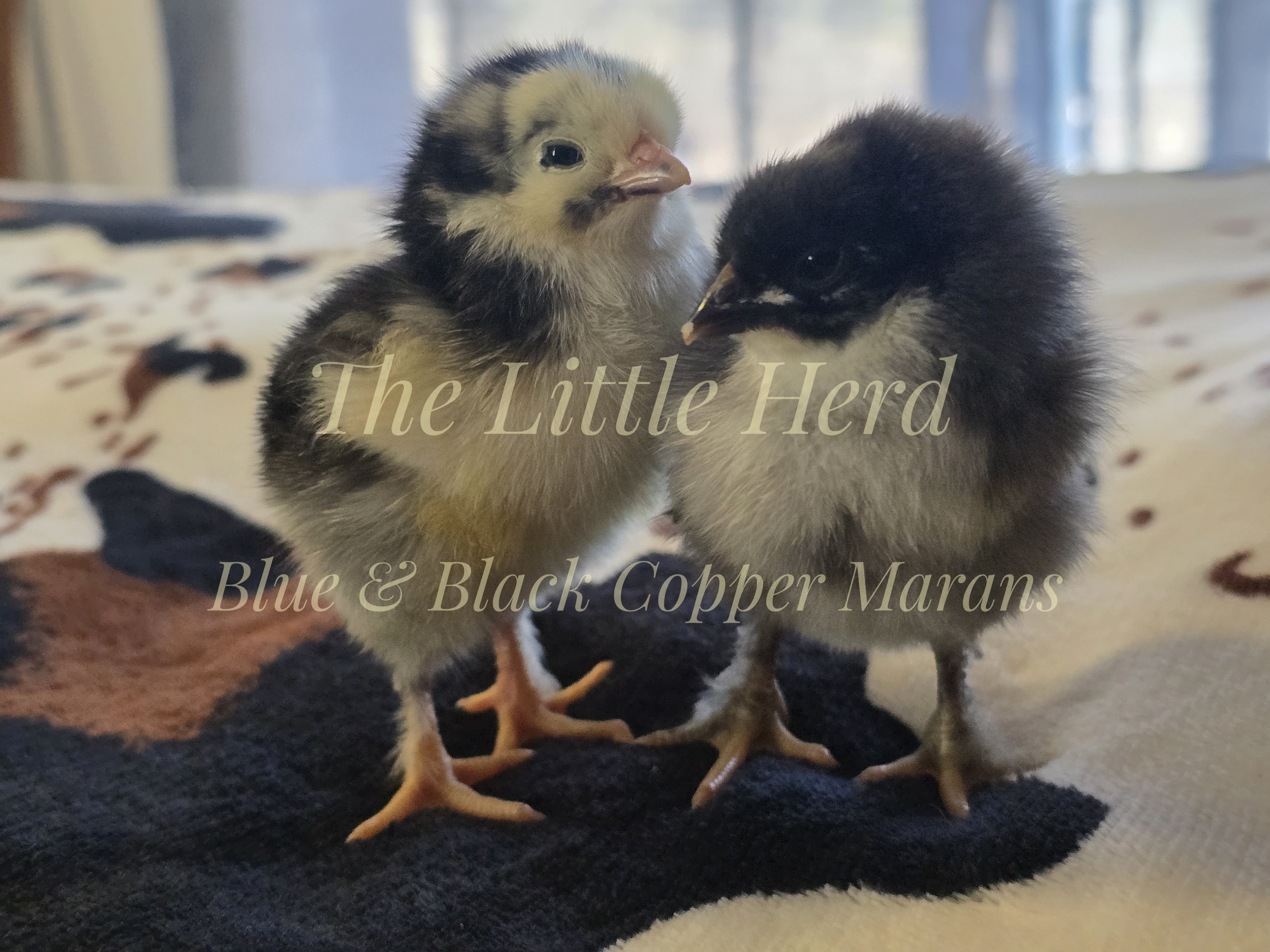 Blue / Black Copper Maran