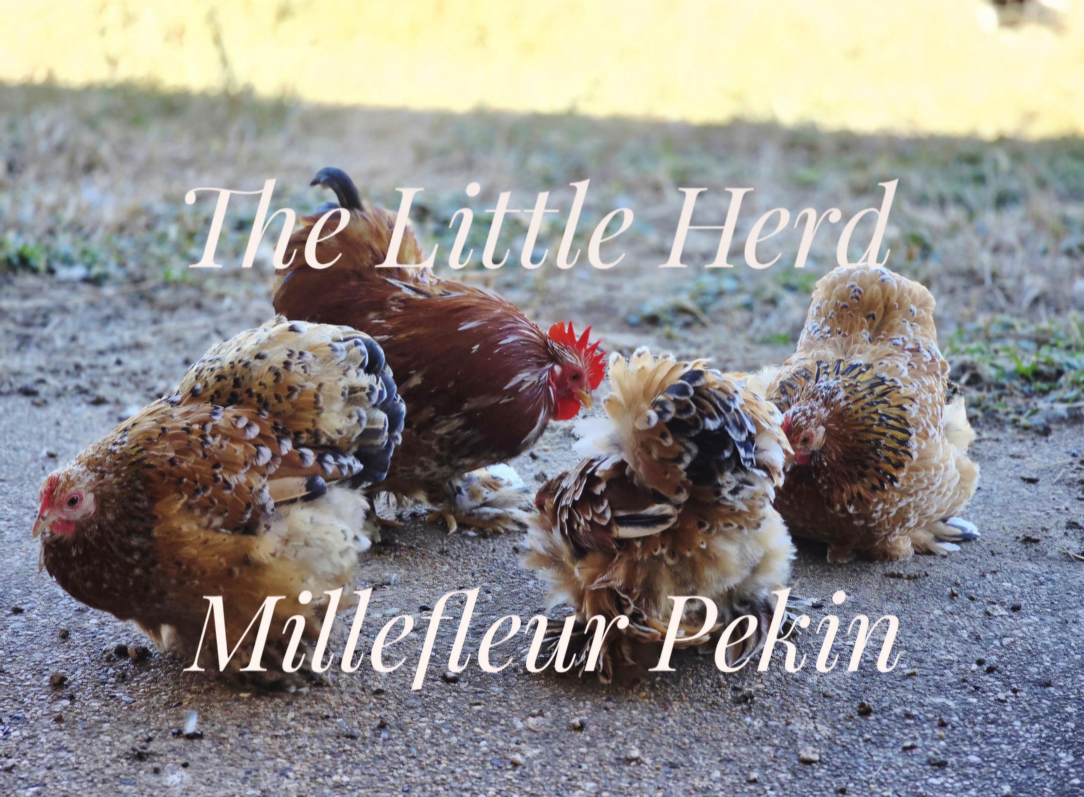 Millefleur Pekin