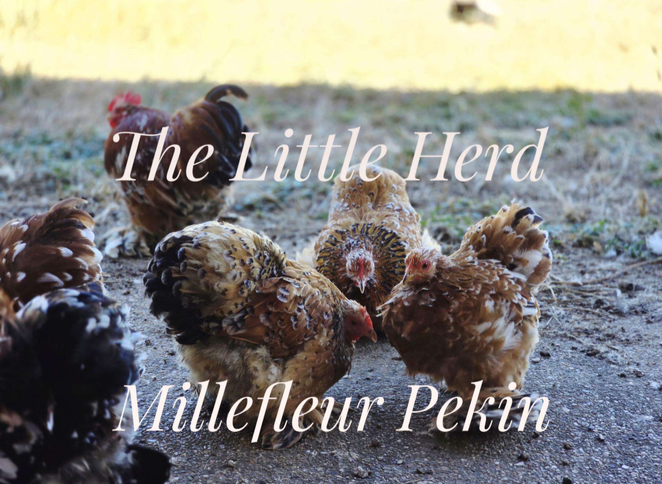 Millefleur Pekin