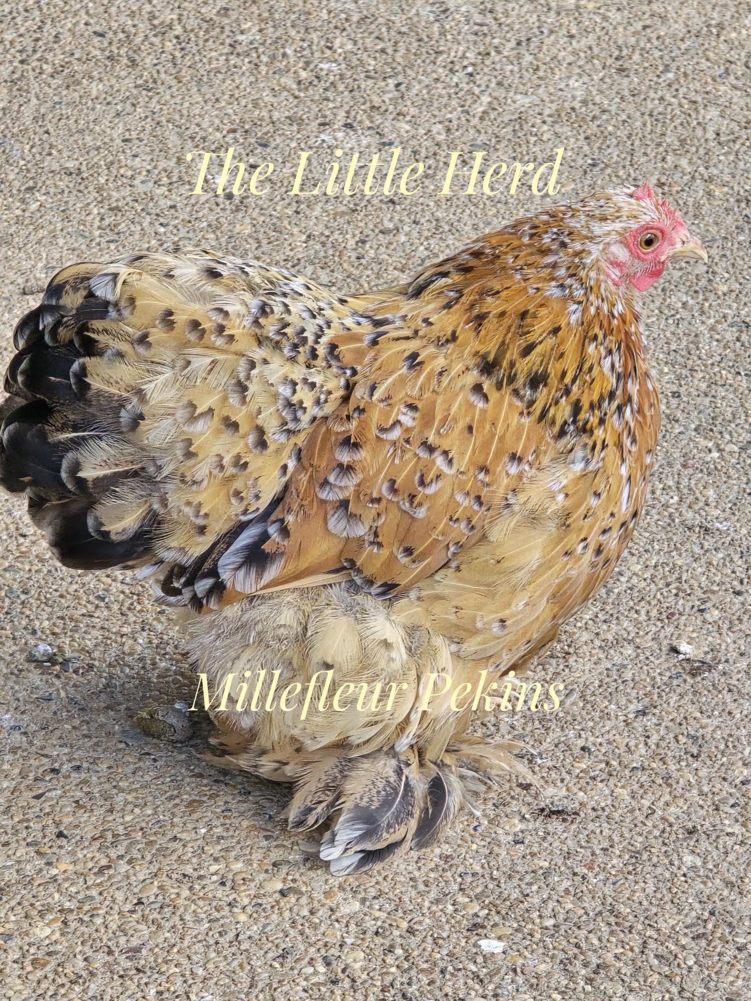 Millefleur Pekin