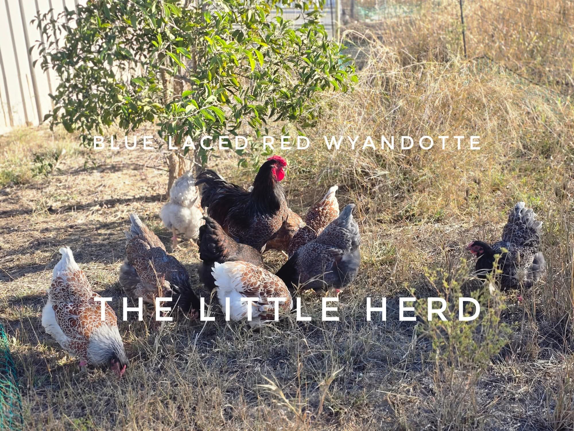 Wyandotte