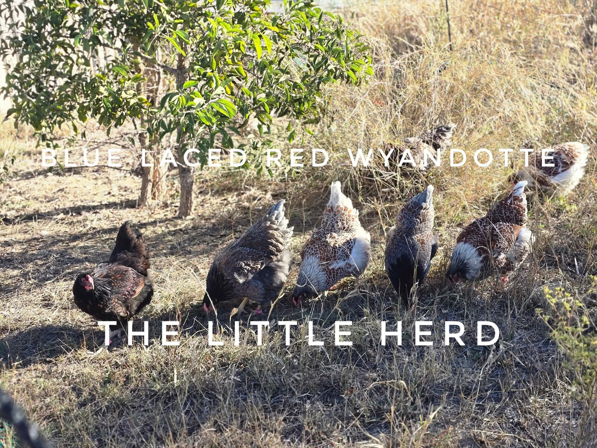 Wyandotte